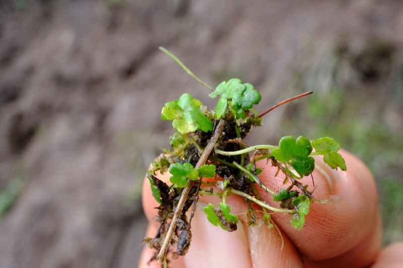 Ranunculus stagnalis