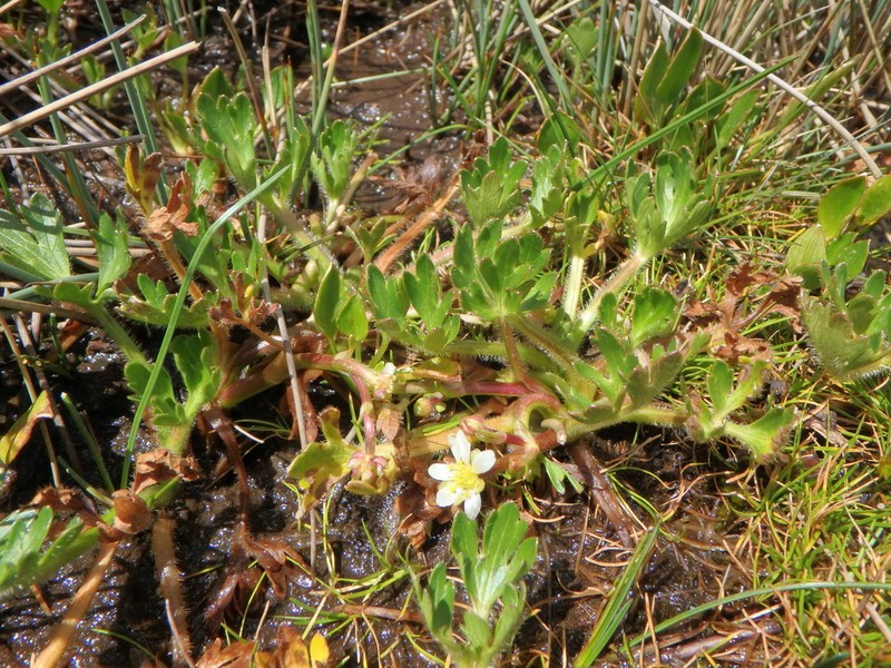 Ranunculus stagnalis photo 3