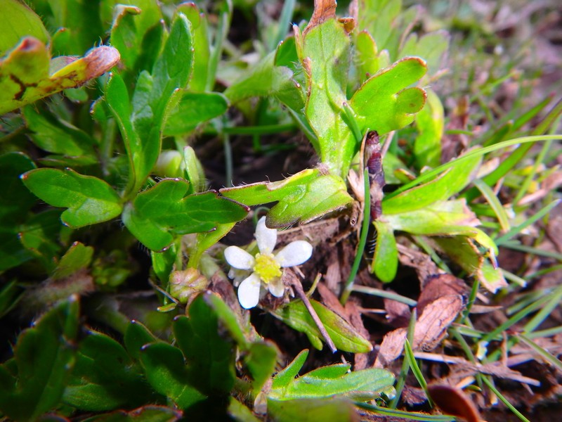 Ranunculus stagnalis photo 4