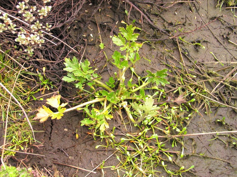 Ranunculus stagnalis photo 5