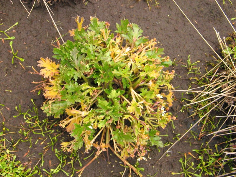 Ranunculus stagnalis photo 6