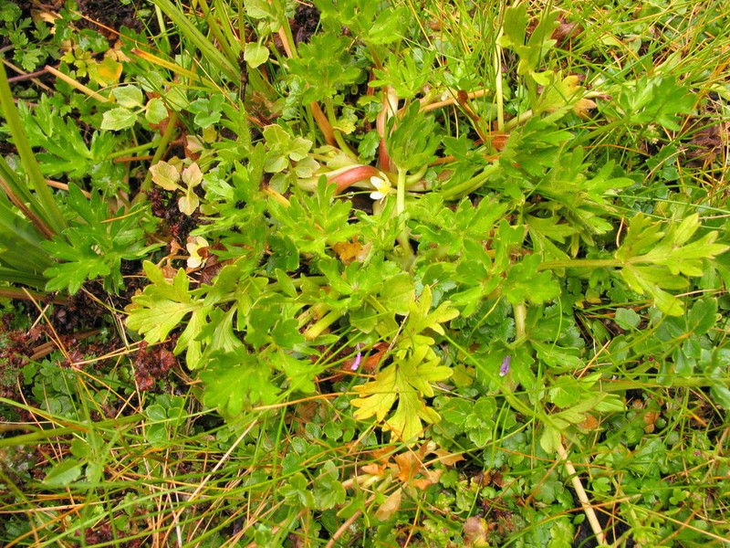 Ranunculus stagnalis photo 7