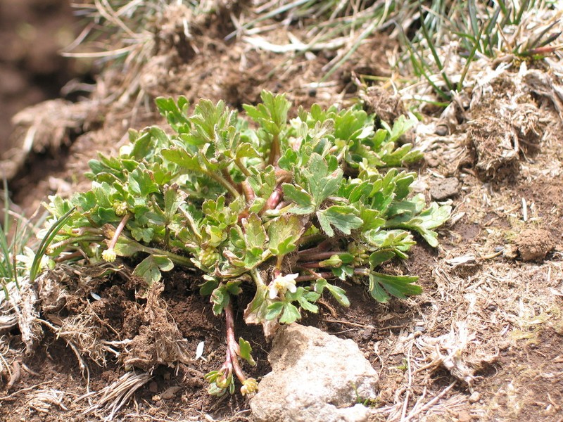 Ranunculus stagnalis photo 8