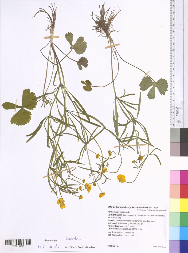 Ranunculus stenodon