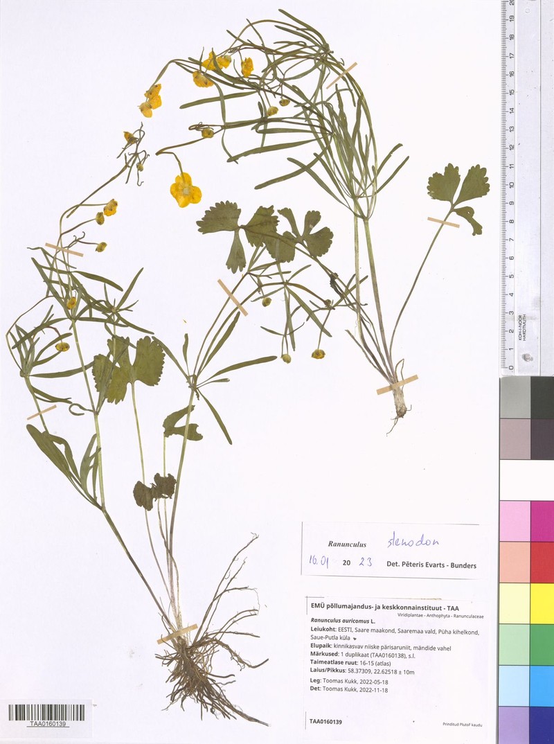 Ranunculus stenodon photo 2