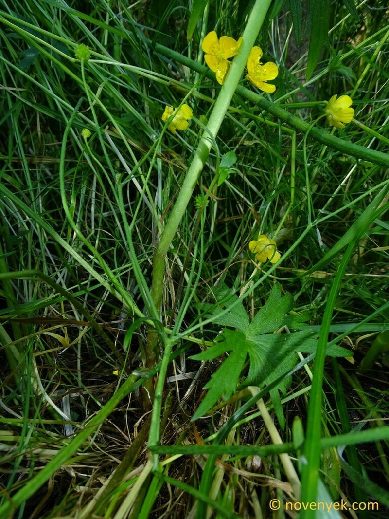 Ranunculus strigulosus photo 3