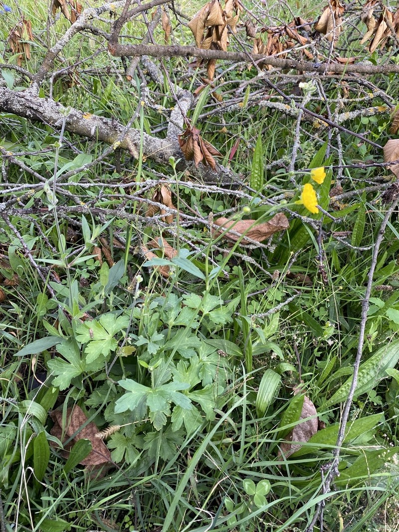 Ranunculus strigulosus photo 4
