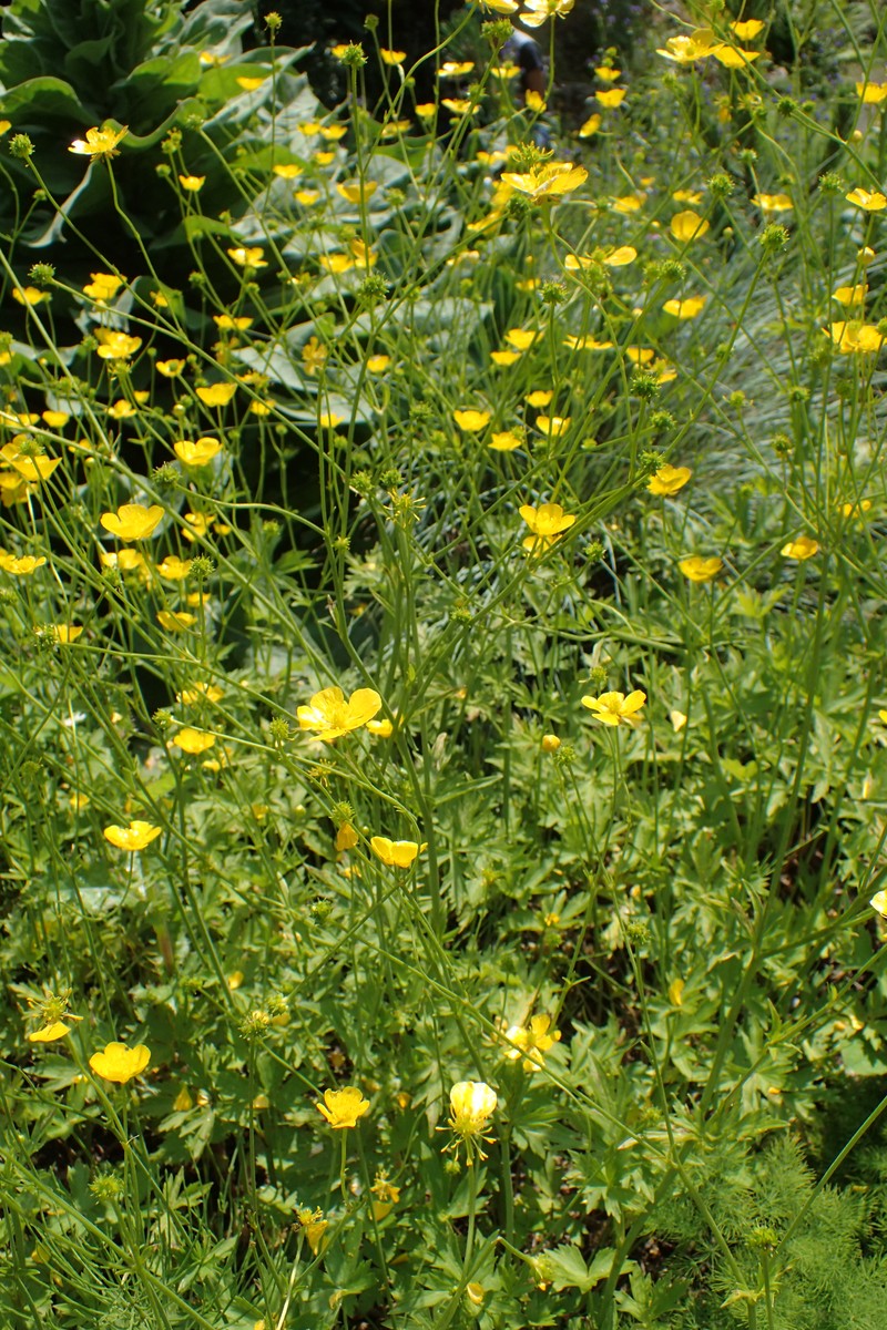 Ranunculus strigulosus