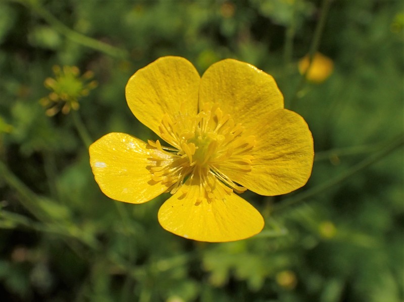 Ranunculus strigulosus photo 6