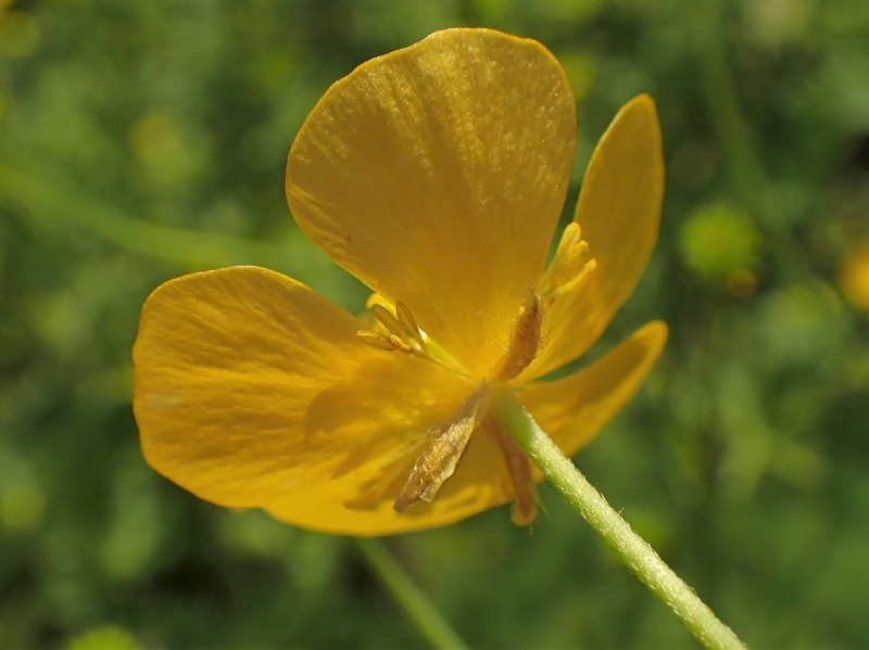 Ranunculus strigulosus photo 7
