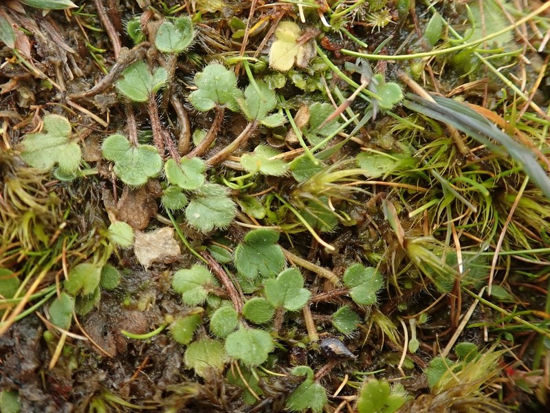 Ranunculus stylosus