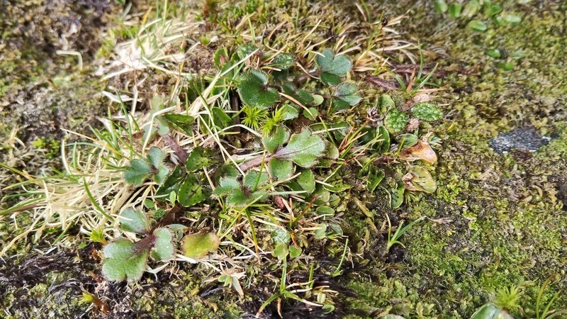 Ranunculus stylosus photo 2