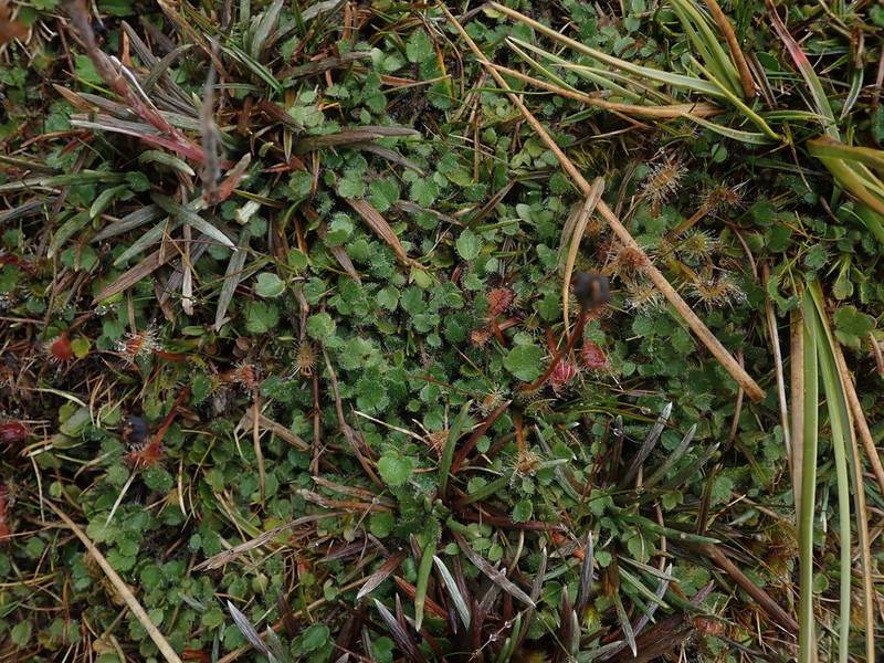 Ranunculus stylosus photo 3