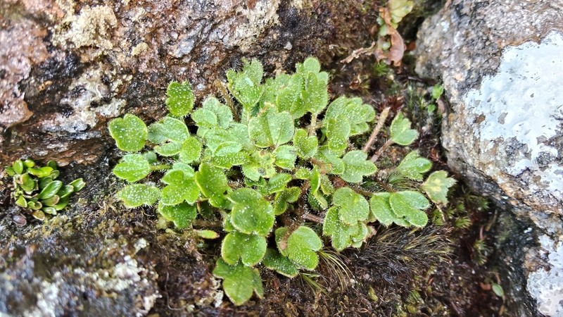 Ranunculus stylosus photo 4