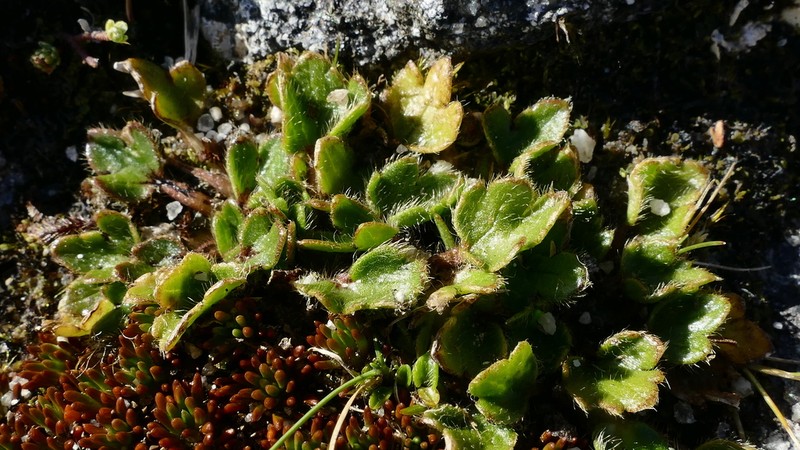 Ranunculus stylosus photo 5
