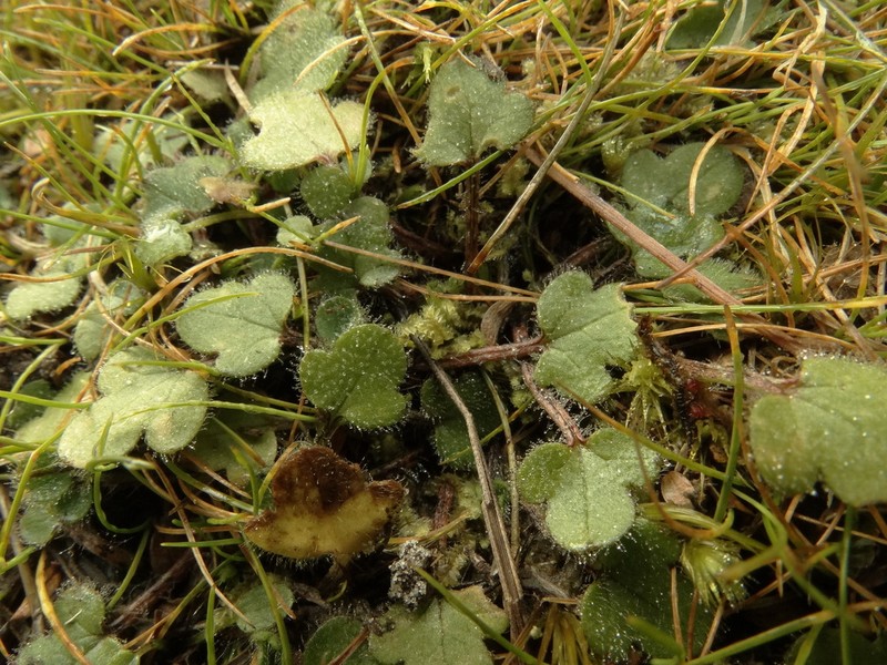 Ranunculus stylosus photo 6