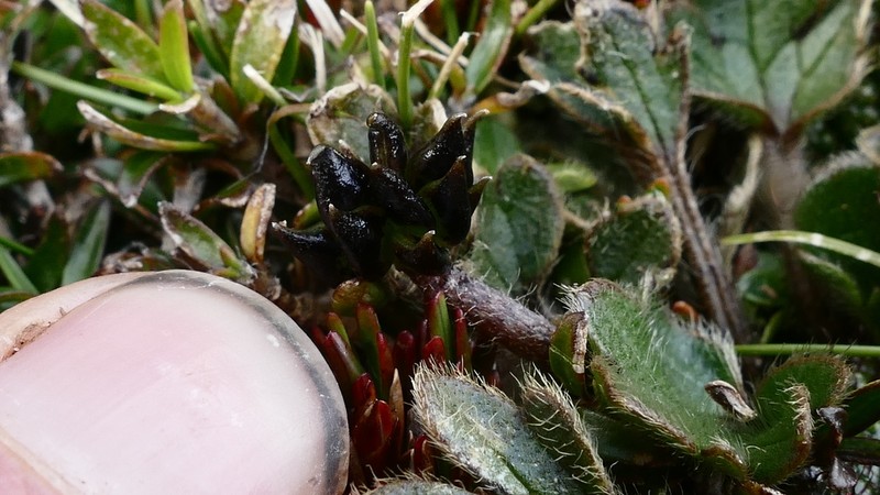 Ranunculus stylosus photo 7
