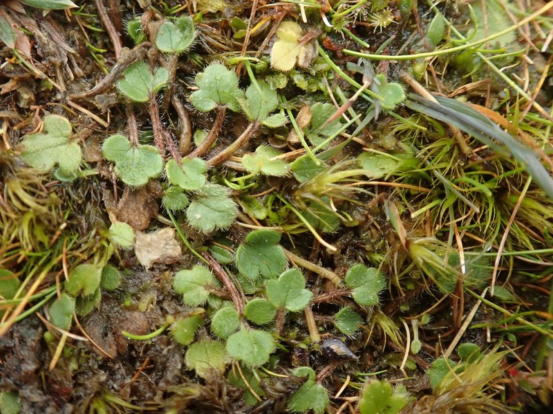 Ranunculus stylosus photo 8