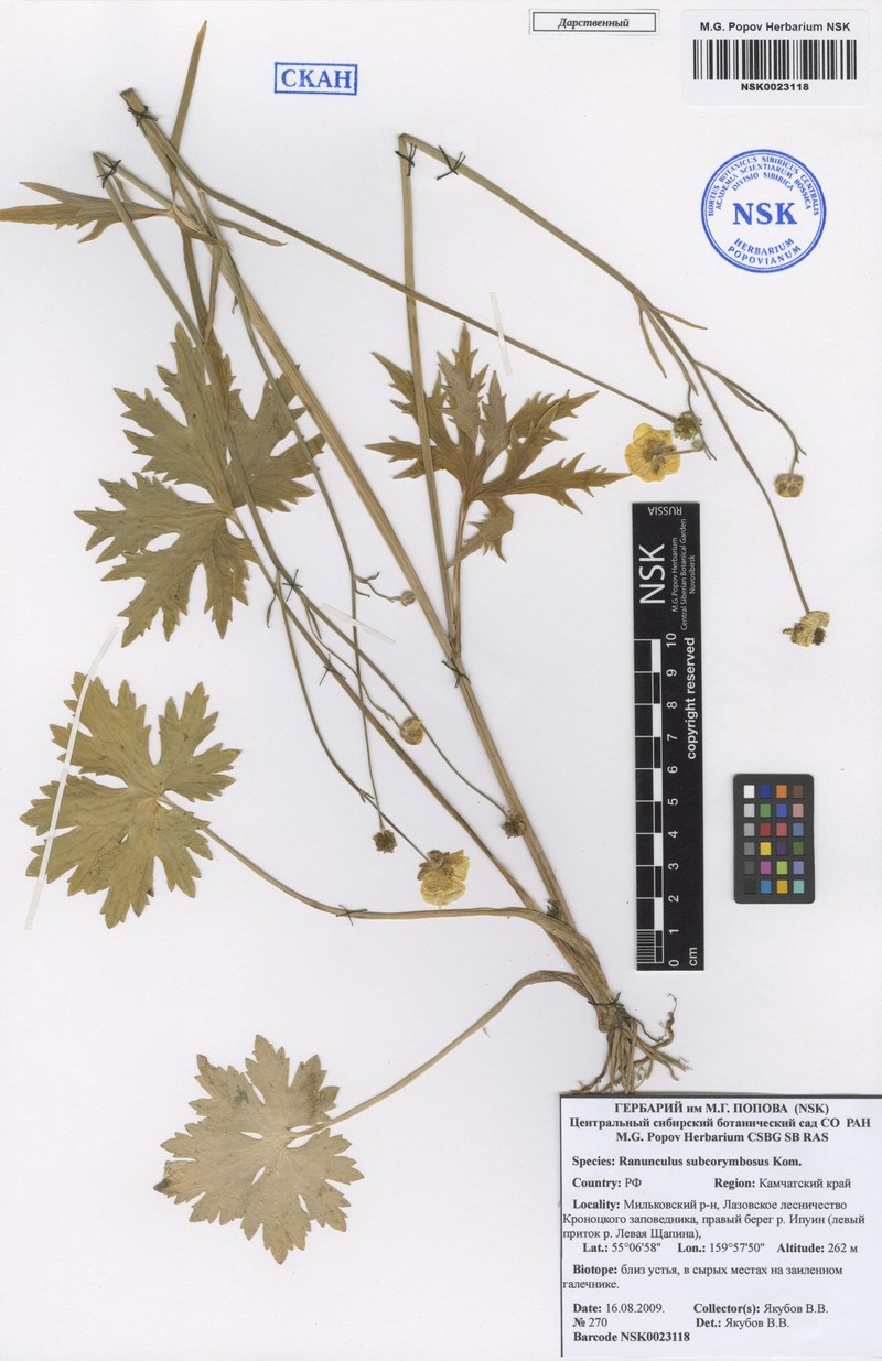 Ranunculus subcorymbosus