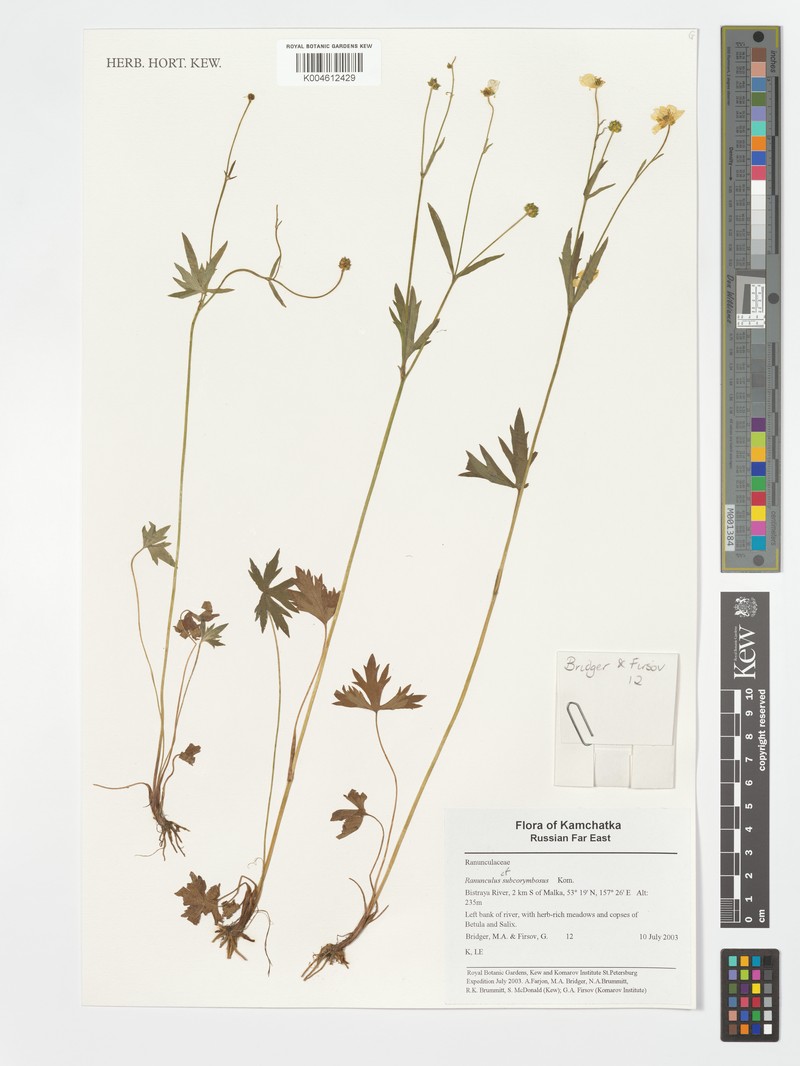 Ranunculus subcorymbosus photo 2