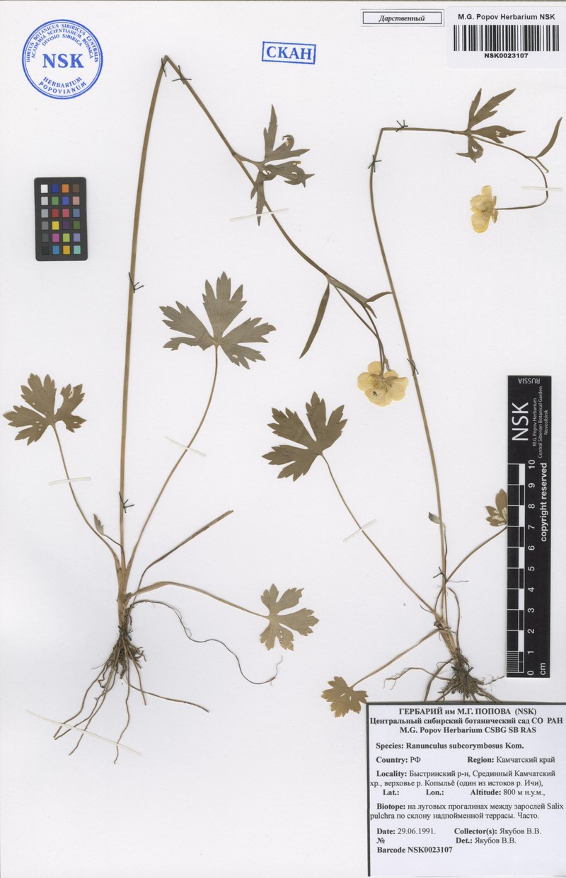 Ranunculus subcorymbosus photo 3