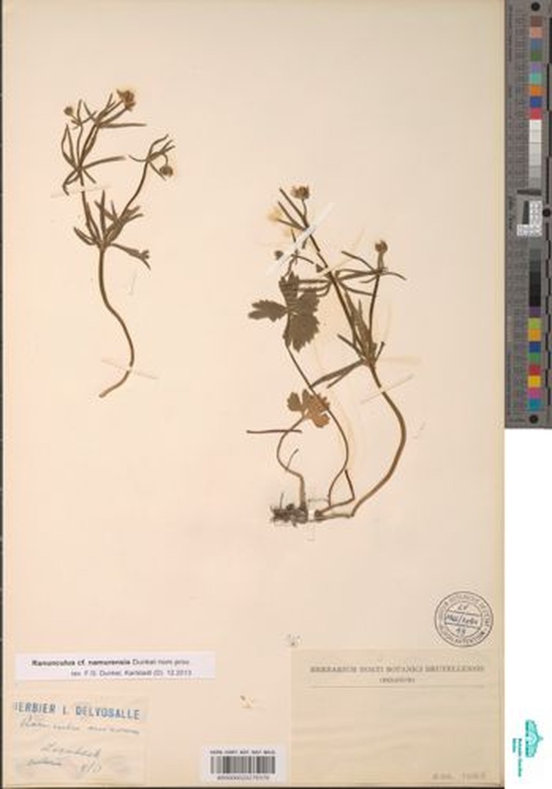 Ranunculus subfirmicaulis