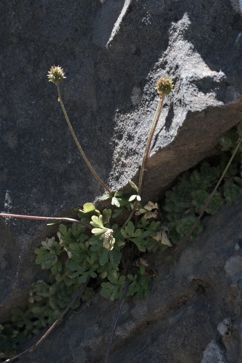 Ranunculus subhomophyllus photo 2