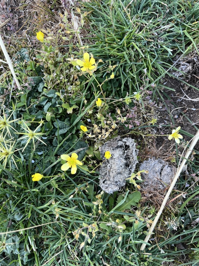 Ranunculus subhomophyllus photo 3