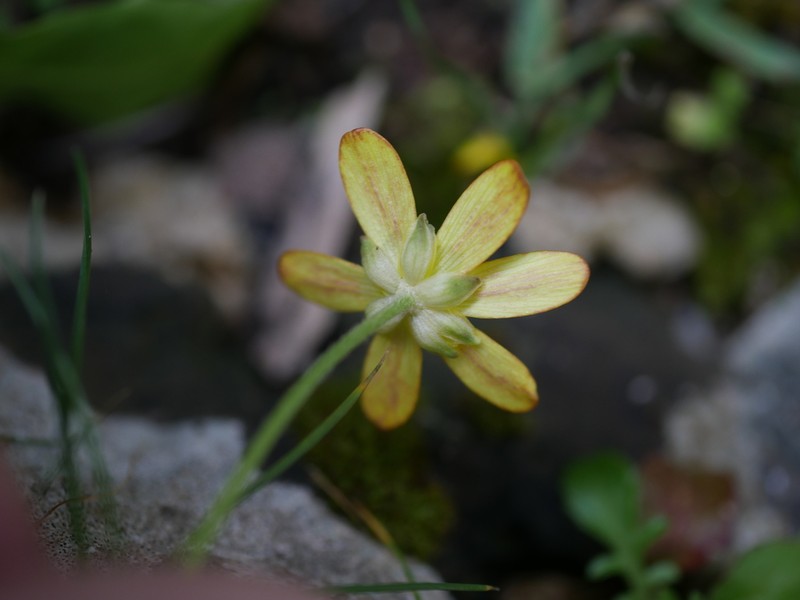 Ranunculus subhomophyllus photo 4