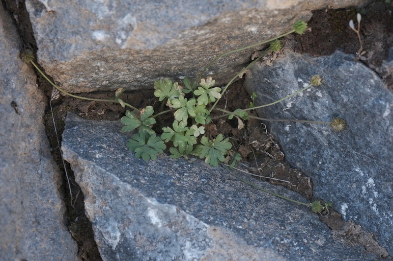 Ranunculus subhomophyllus photo 5