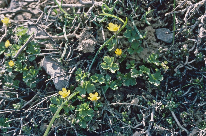 Ranunculus subhomophyllus photo 6
