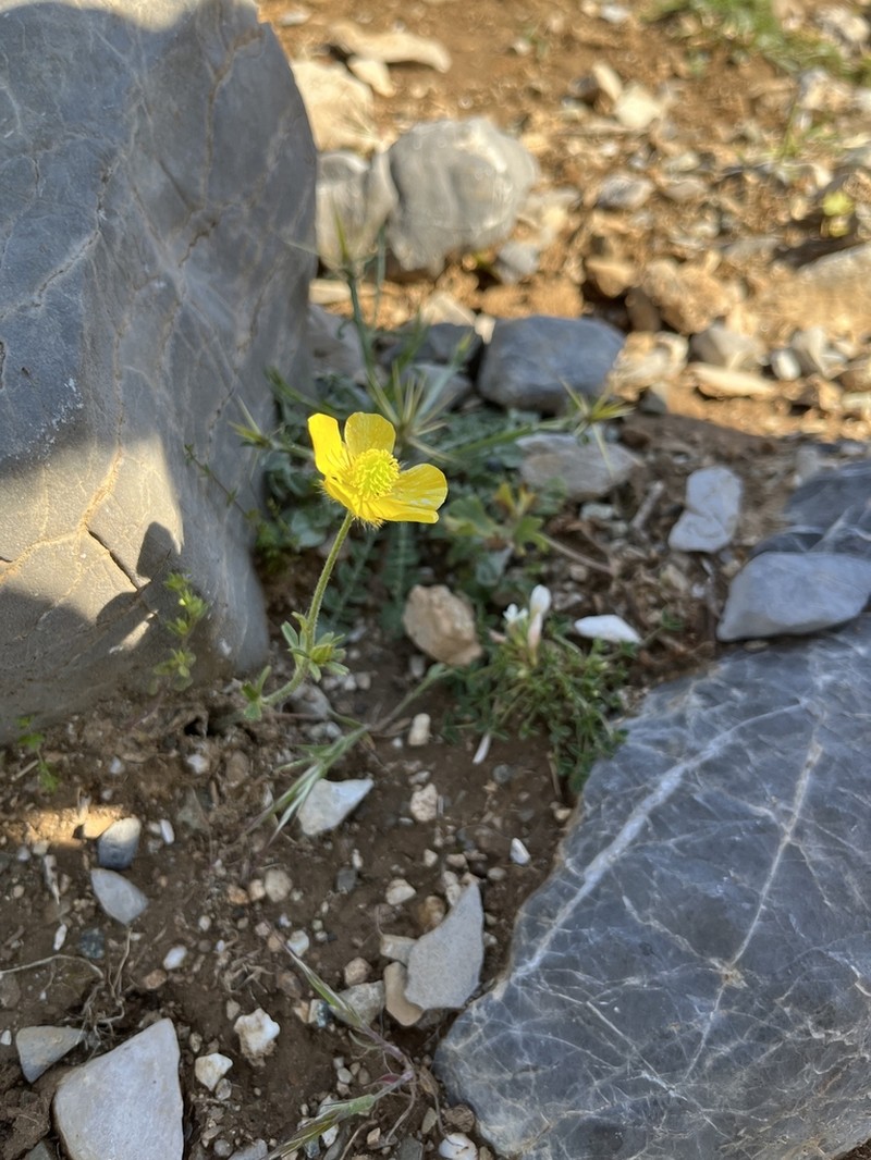 Ranunculus subhomophyllus photo 7