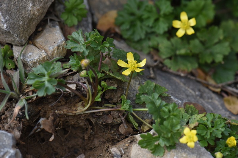 Ranunculus subhomophyllus photo 8
