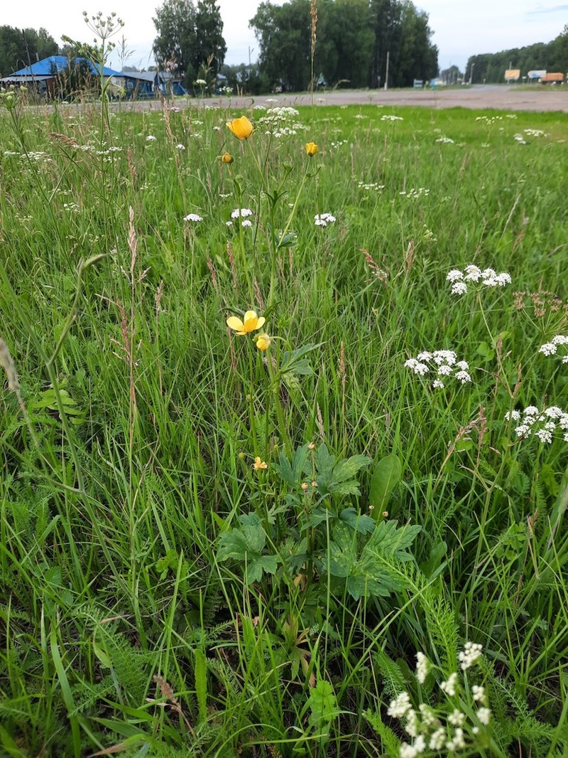 Ranunculus submarginatus