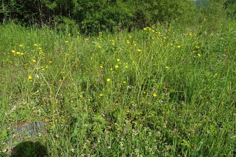 Ranunculus submarginatus photo 2