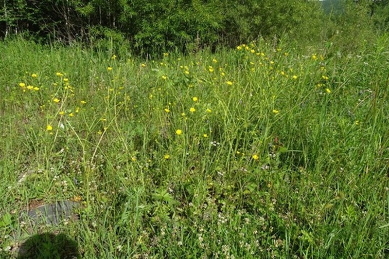 Ranunculus submarginatus photo 4