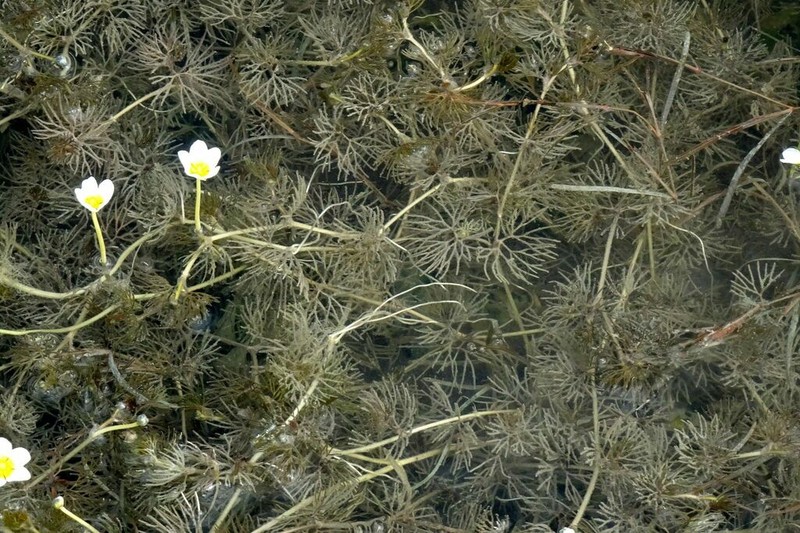 Ranunculus subrigidus photo 2