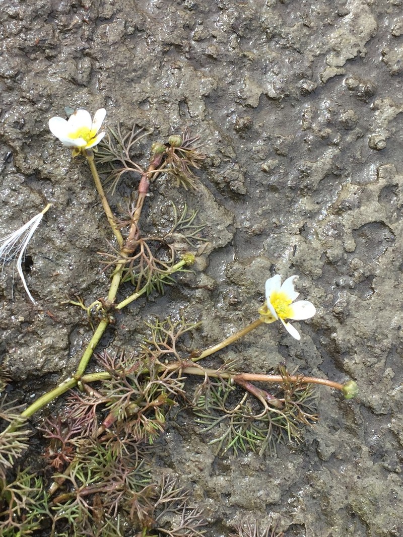 Ranunculus subrigidus photo 3