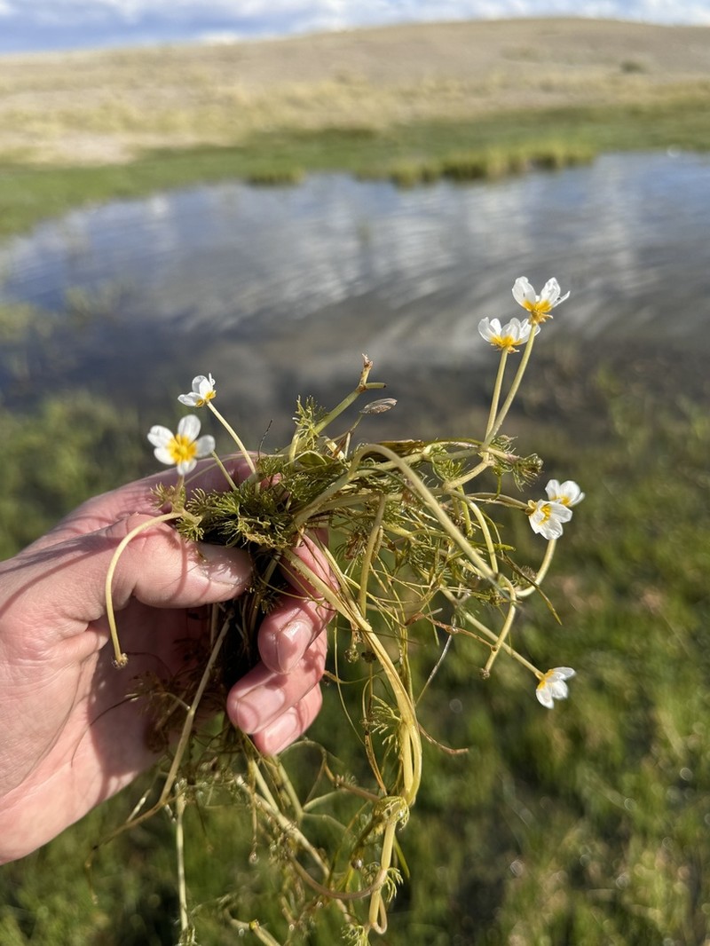 Ranunculus subrigidus photo 4