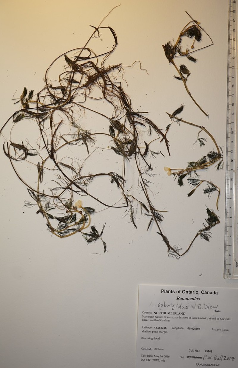 Ranunculus subrigidus photo 5