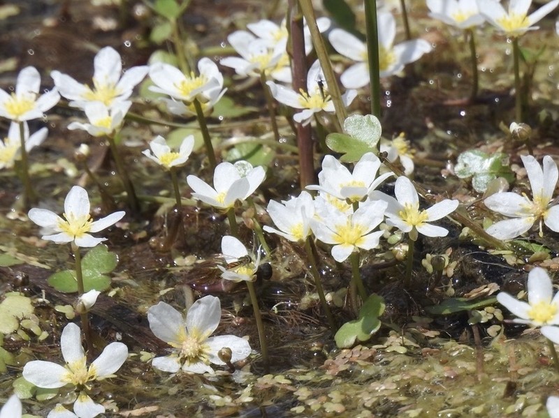 Ranunculus subrigidus photo 6