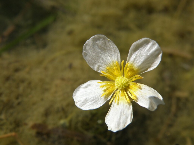 Ranunculus subrigidus photo 7