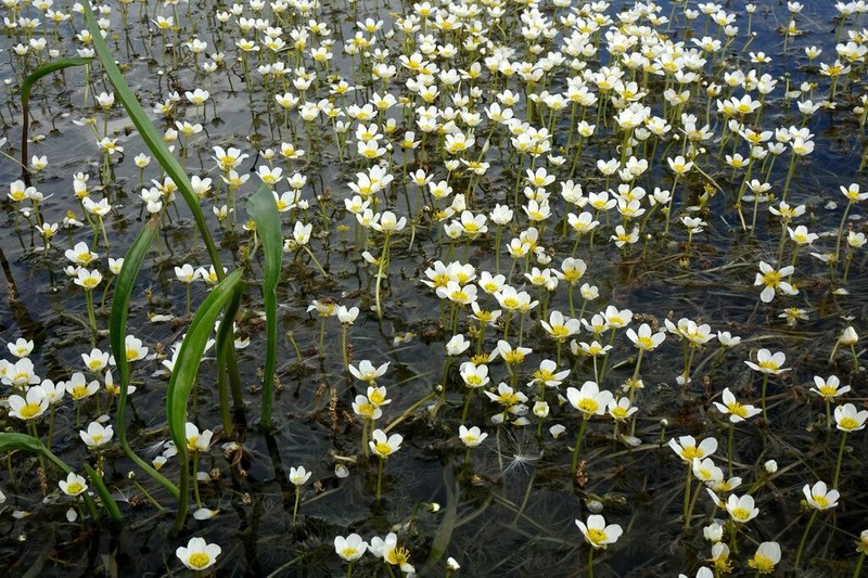 Ranunculus subrigidus photo 8