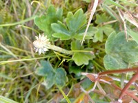 Ranunculus subscaposus