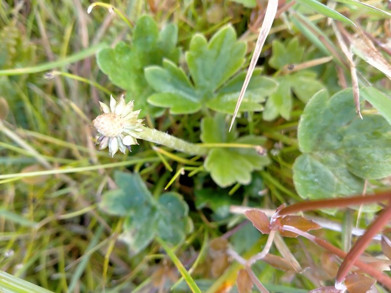 Ranunculus subscaposus