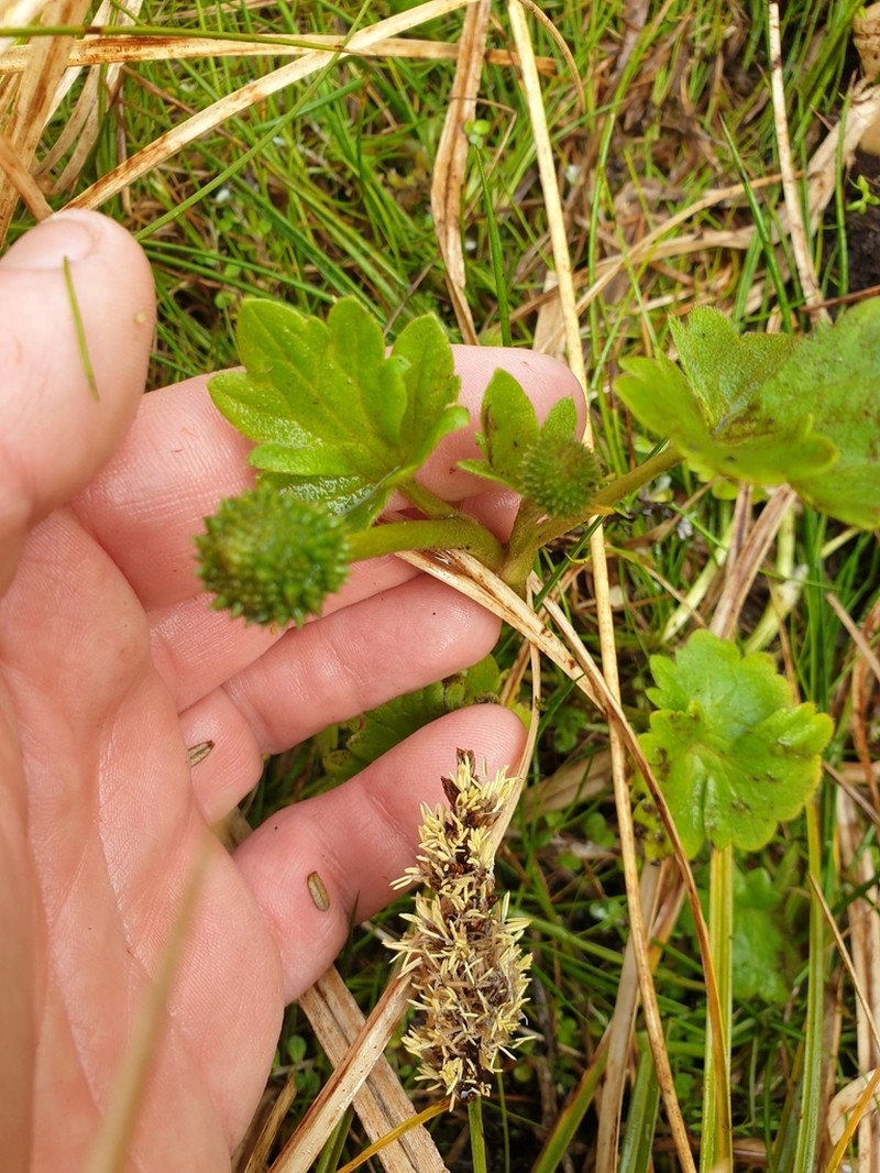 Ranunculus subscaposus photo 2