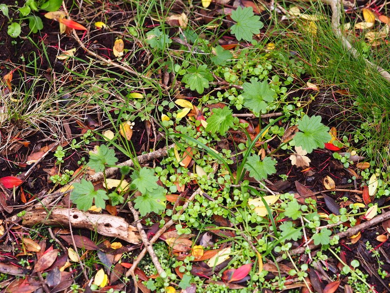 Ranunculus subscaposus photo 3