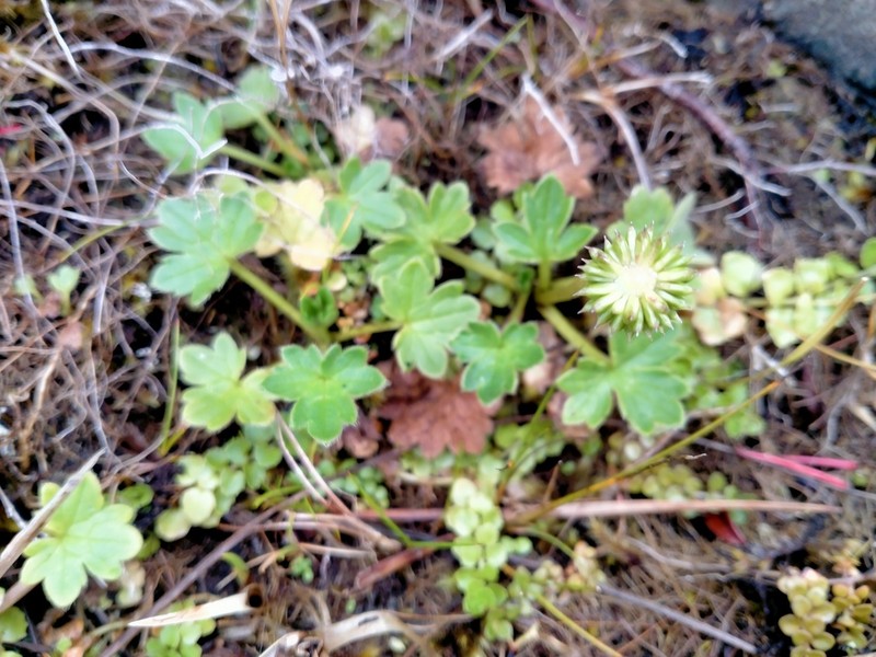 Ranunculus subscaposus photo 4