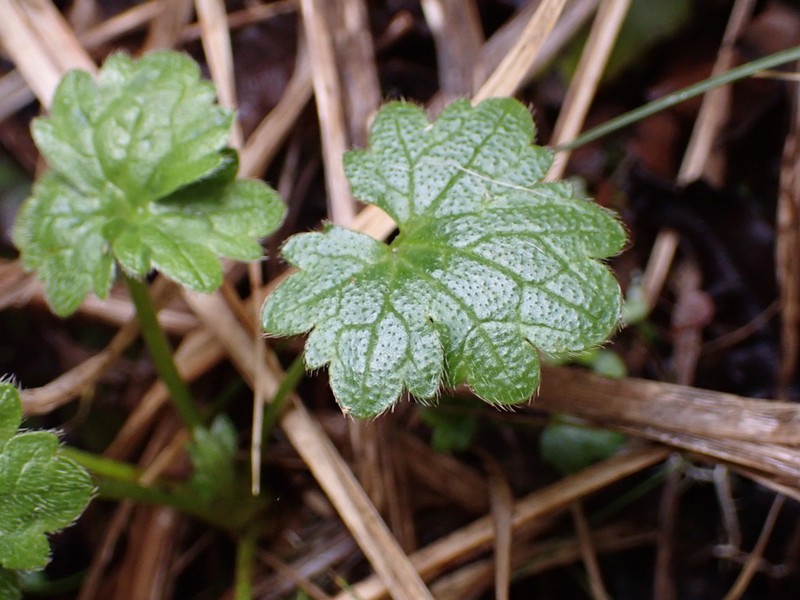 Ranunculus subscaposus photo 6
