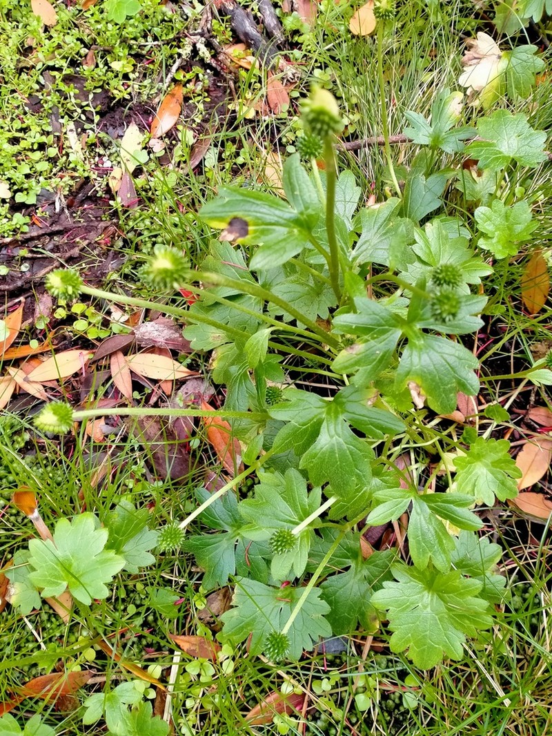 Ranunculus subscaposus photo 7